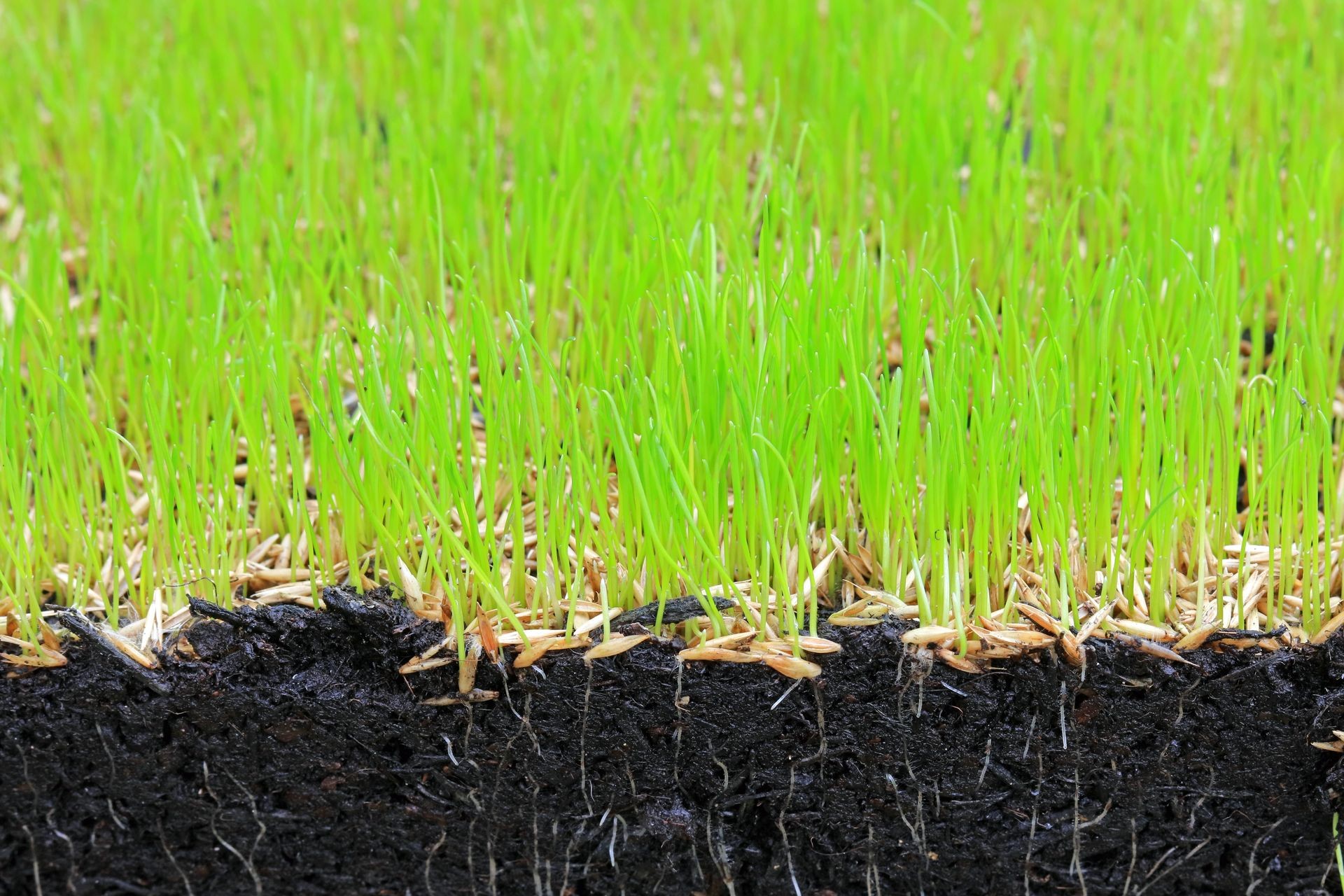 Close Up Of Grass Seeds Germinating In Soil. New Growth Of A Lawn Showing Roots Below The Earth Surface And Fresh Grass Above.